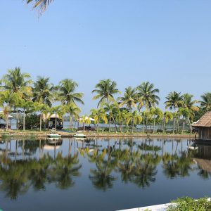 Coconuts Palms in Kerala, Southern India